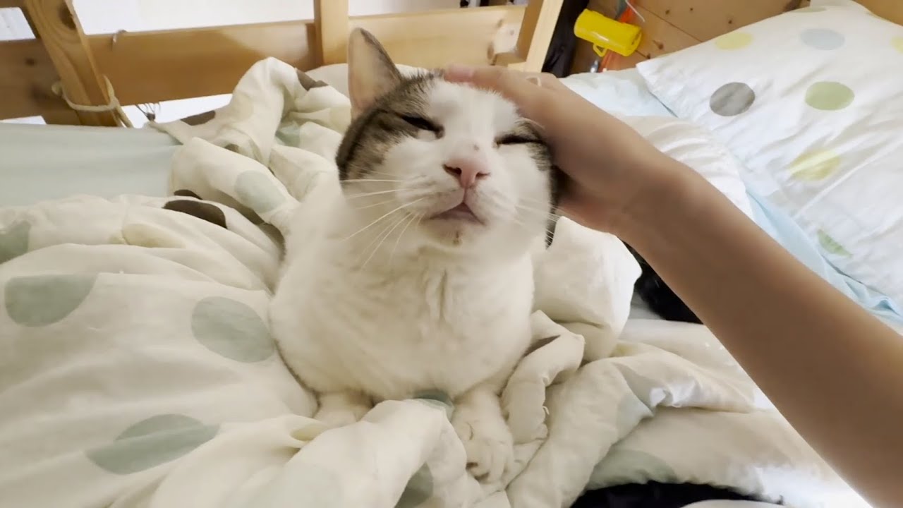 娘を起こすついでに布団で足の裏を拭く猫
