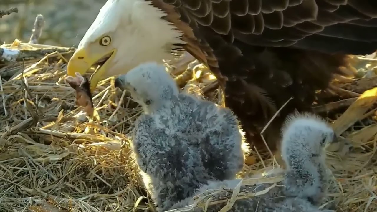 S05#127 #baldeagle | Review mother bird brings food to feed her chicks | bird nest with nature S05