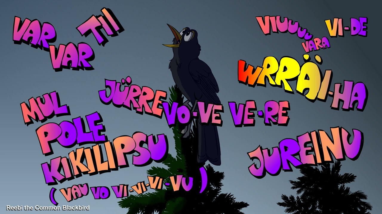 Reebi the Common Blackbird 2019