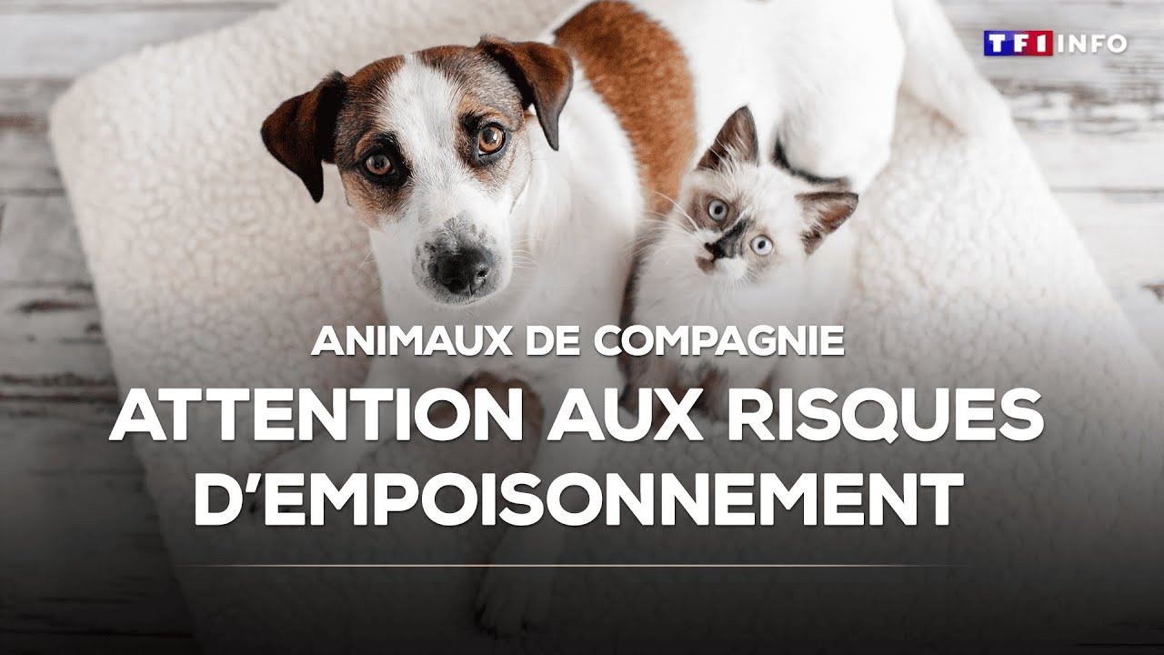 Animaux de compagnie : attention aux risques d&rsquo;empoisonnement｜TF1 INFO