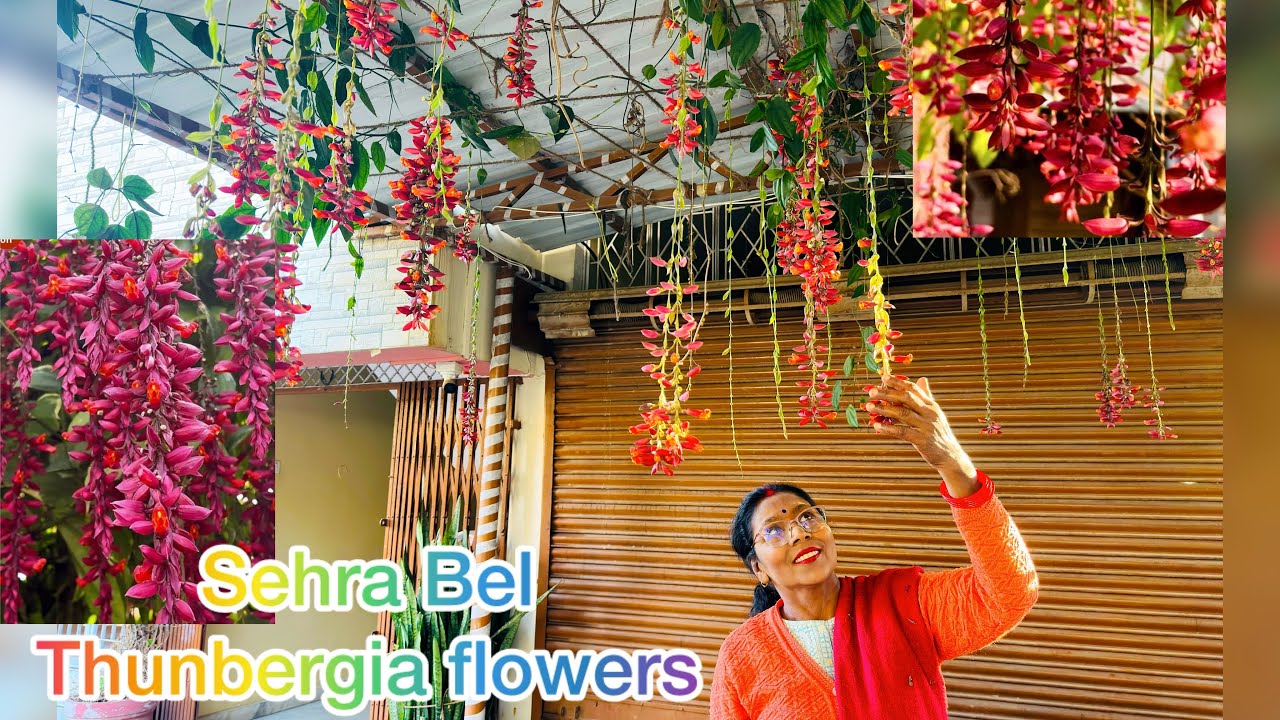 Thunbergia Coccineum/ Sehra Bel / Rare flowering climber for winter and spring || beautiful climber