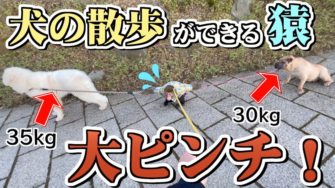 超大型犬2頭の散歩を任されたお猿さん…このあと天才的な対応を見せます。