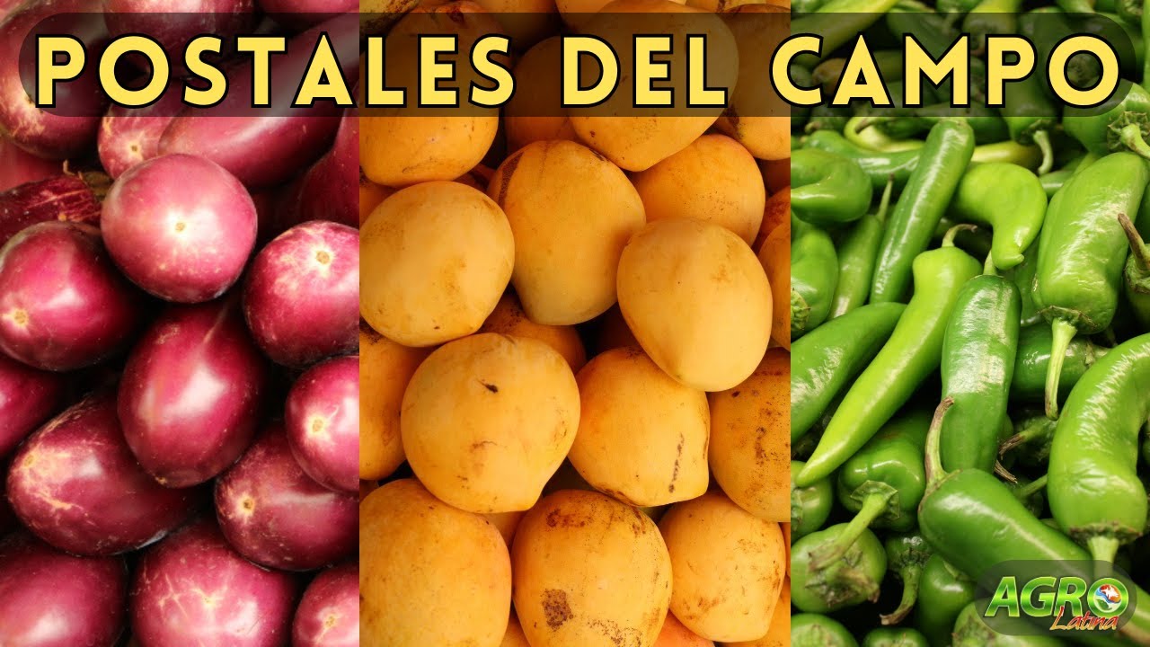 LA RIQUEZA DEL CAMPO: Postales de nuestra Tierra