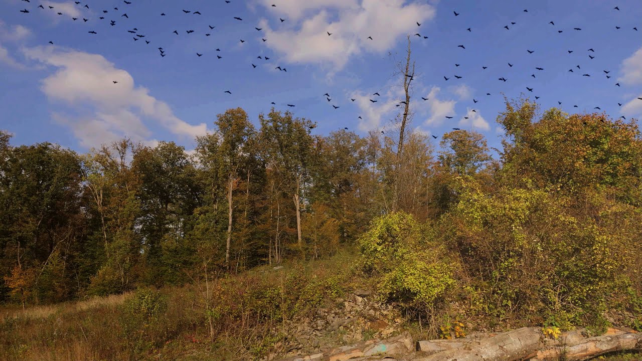 La grande migration des pigeons ramiers aux couleurs d'automne dans le Doubs  octobre 2024