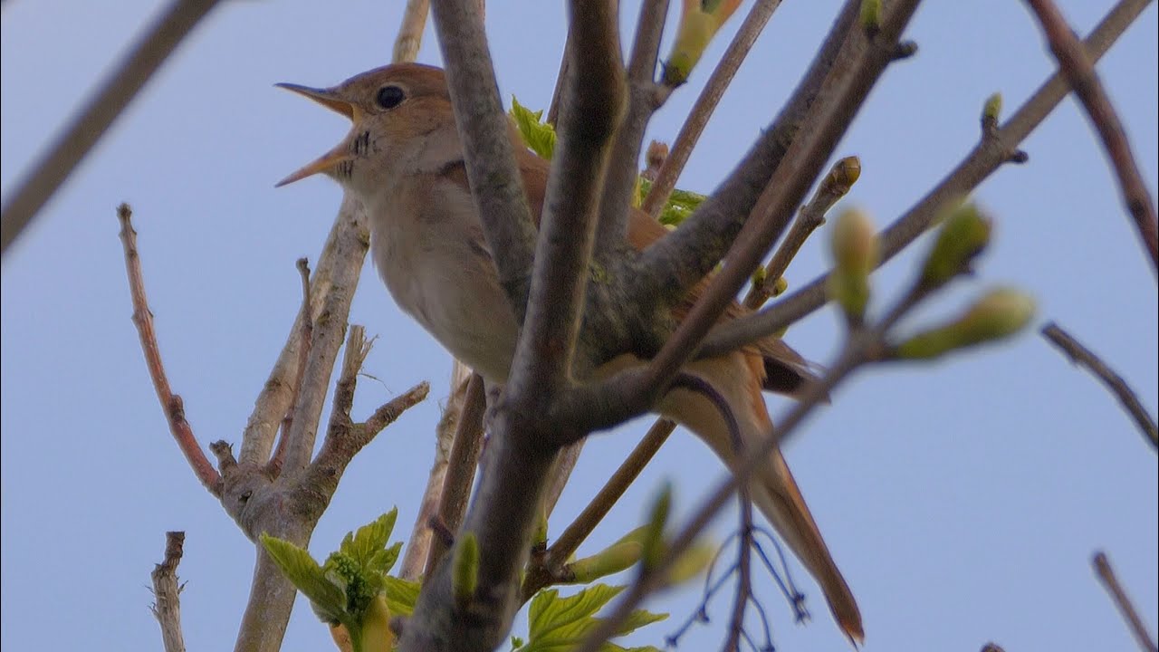 One Hour Relaxing Nightingale Birdsong