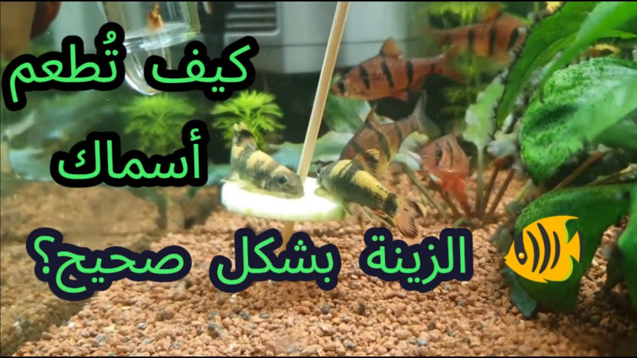 إطعام أسماك الزينة بشكل صحيح و أخطاء شائعة