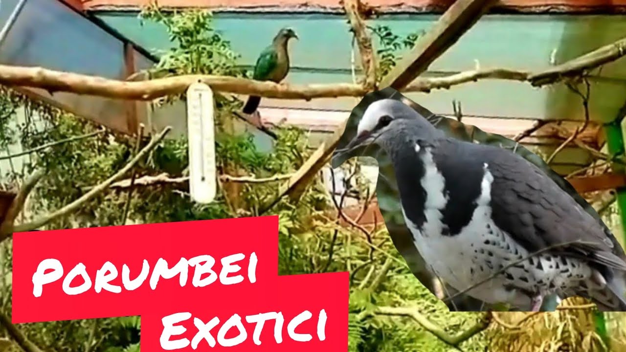 În vizita la un crescator din județul Bihor...turturele si porumbei exotici