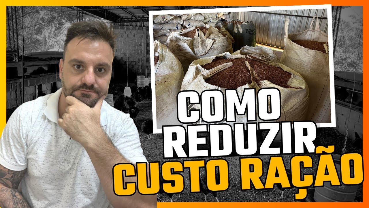 COMO REDUZIR os CUSTOS com RAÇÃO para GALINHAS