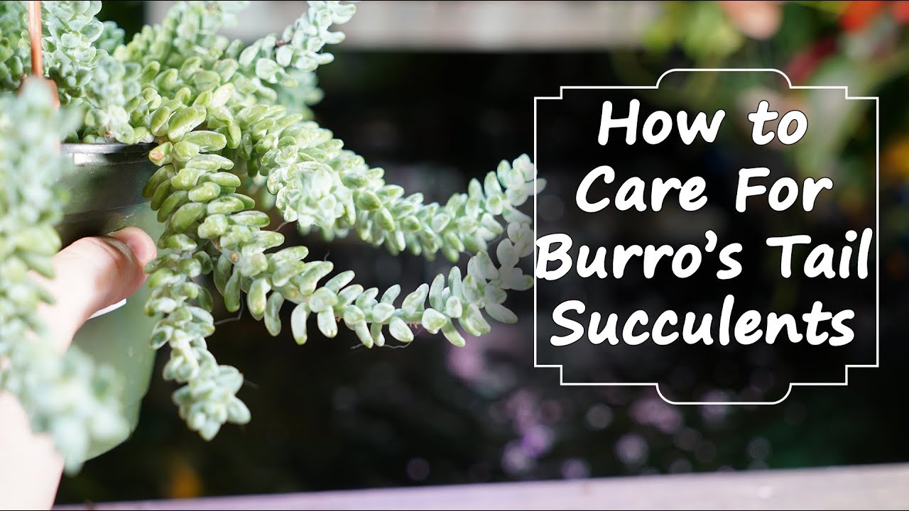 Growing Burro's Tail / Donkey's Tail || Sedum Morganianum