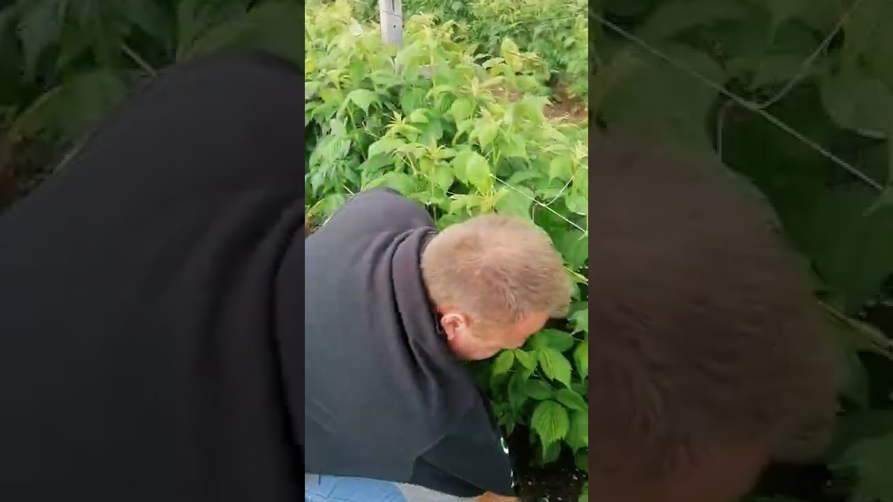 Polka,sistem uzgoja.Adnan Maličević