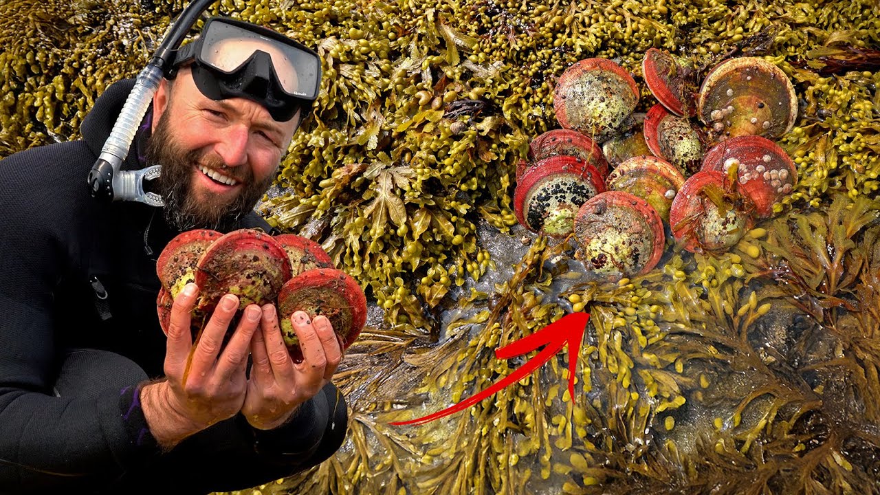Coastal Foraging for the Red Lip Scallop | Catch n' Cook