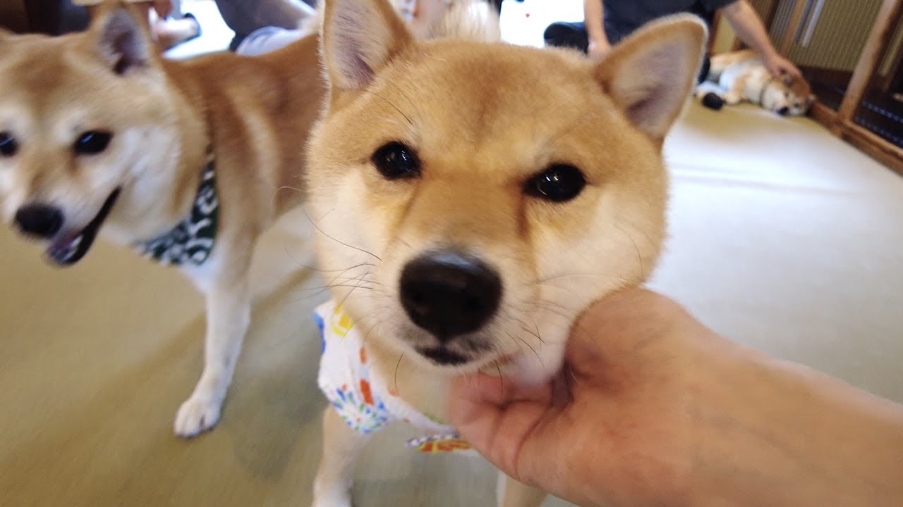 CUTEST Shiba (Mameshiba) Dog Cafe in Harajuku, Tokyo