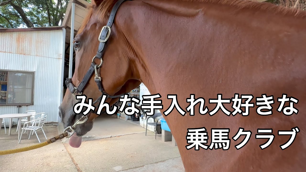 みんな手入れ大好きな乗馬クラブ【乗馬・馬術】【HorseCommunicationJapan】