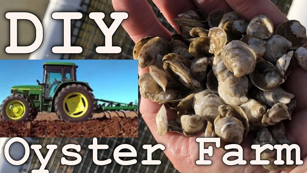 DIY-Oyster Farm