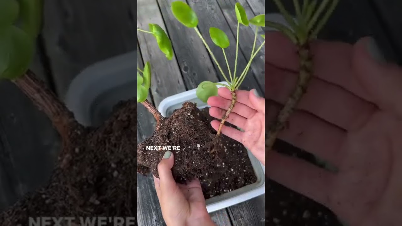 Узнайте, как размножить пилею пеперомиодиевую, широко известную как китайское денежное растение.