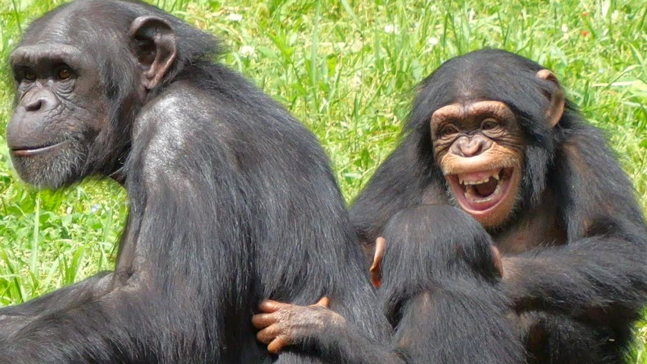 癇癪イブキ（Ibuki throwing a tantrum）　多摩動物公園　チンパンジー　202305