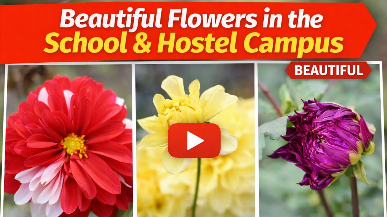 Campus Flowers at School & Hostel// Grace English Medium School, Ballamjhora