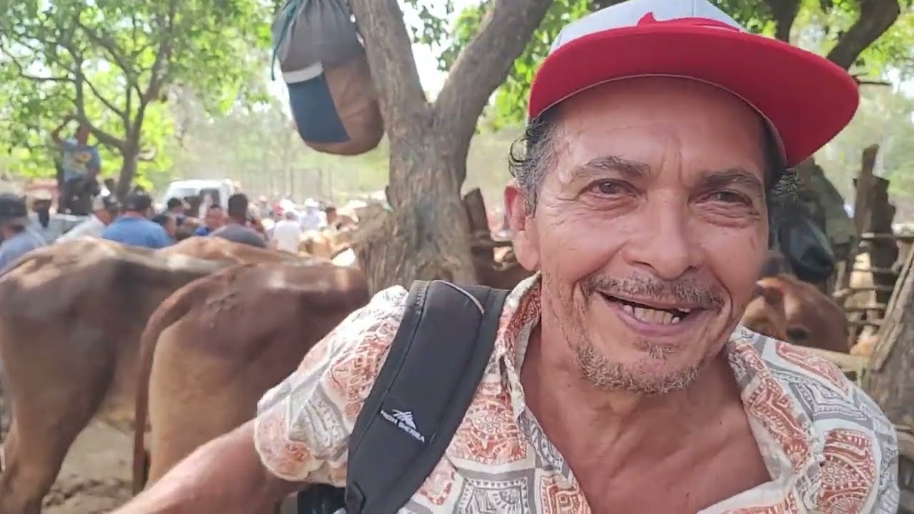 Comprando Novilla de buen encaste en El Salvador