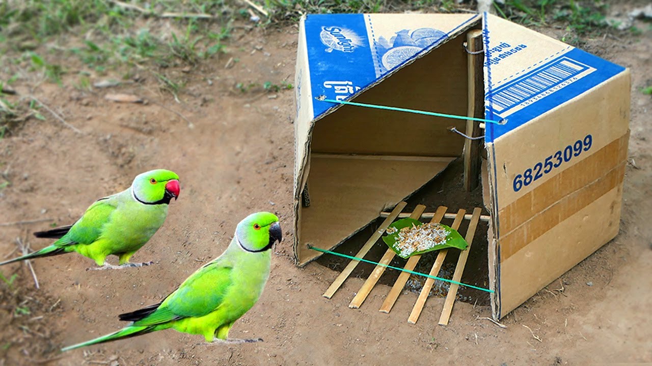 Creative Easy Parrot Trap Technology - Best Quick Bird Trap Using Cardboard And Woods