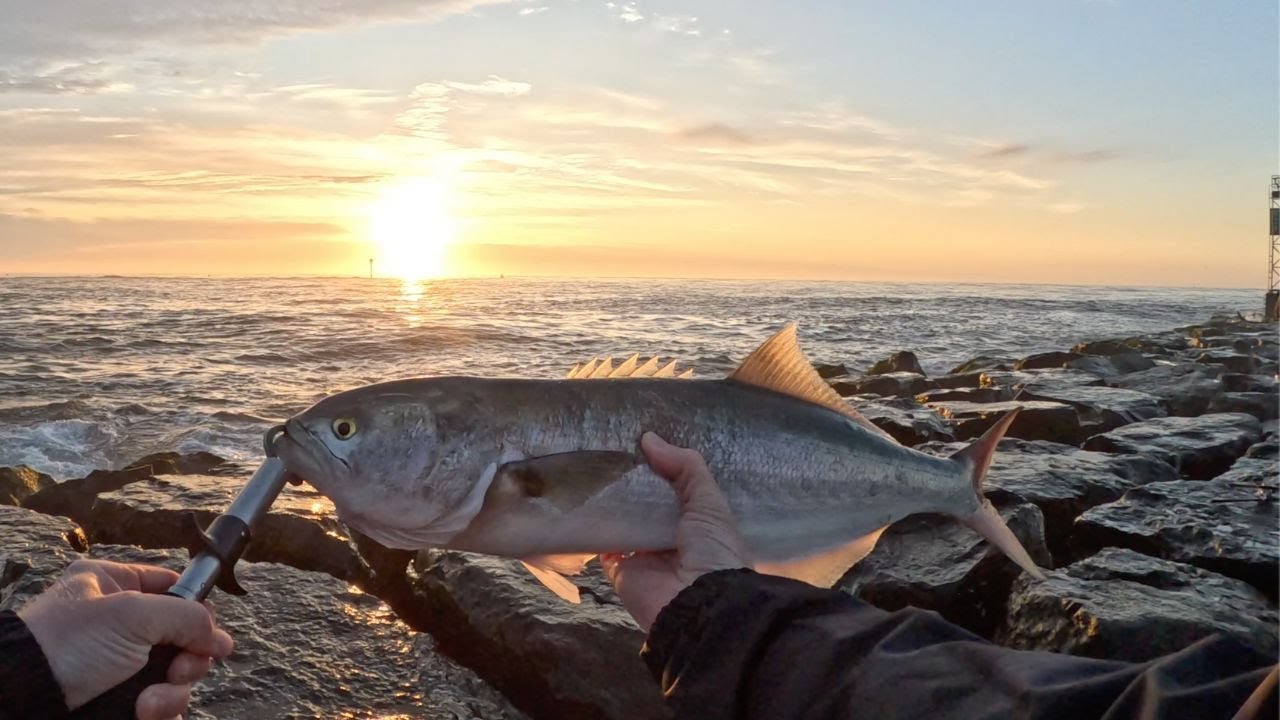 Chopper Blues on New Jersey Jetty