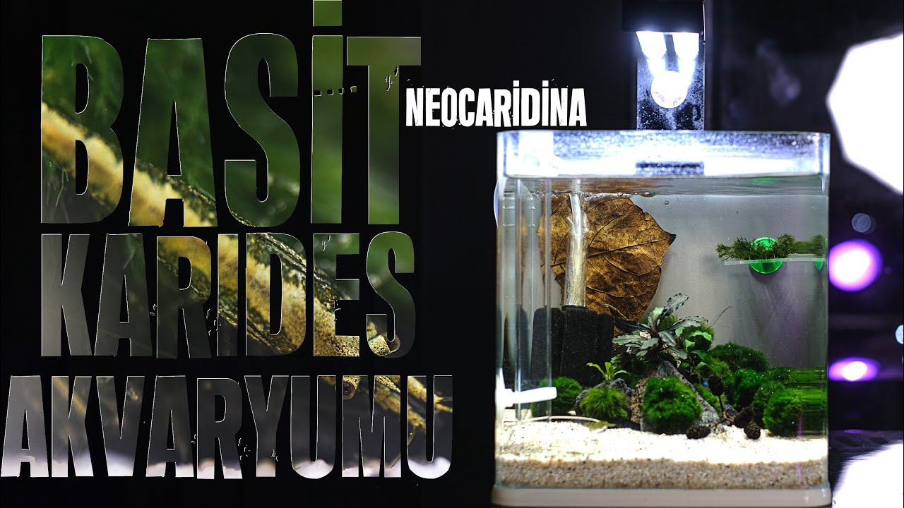 Basit Karides Akvaryumu Kurulumu - Neocaridina - GreenJade