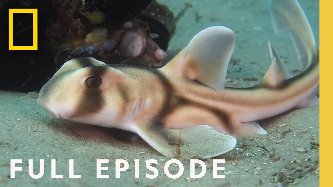 How Baby Sharks Survive in a Dangerous World (Full Episode) | Baby Sharks
