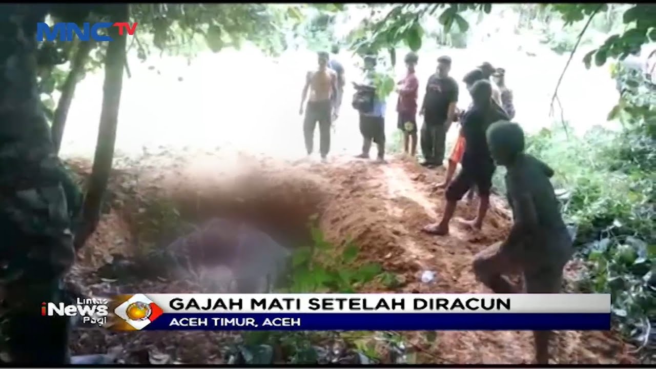 5 Pembunuh Gajah di Aceh Timur Ditangkap Polisi #LIP 21/08