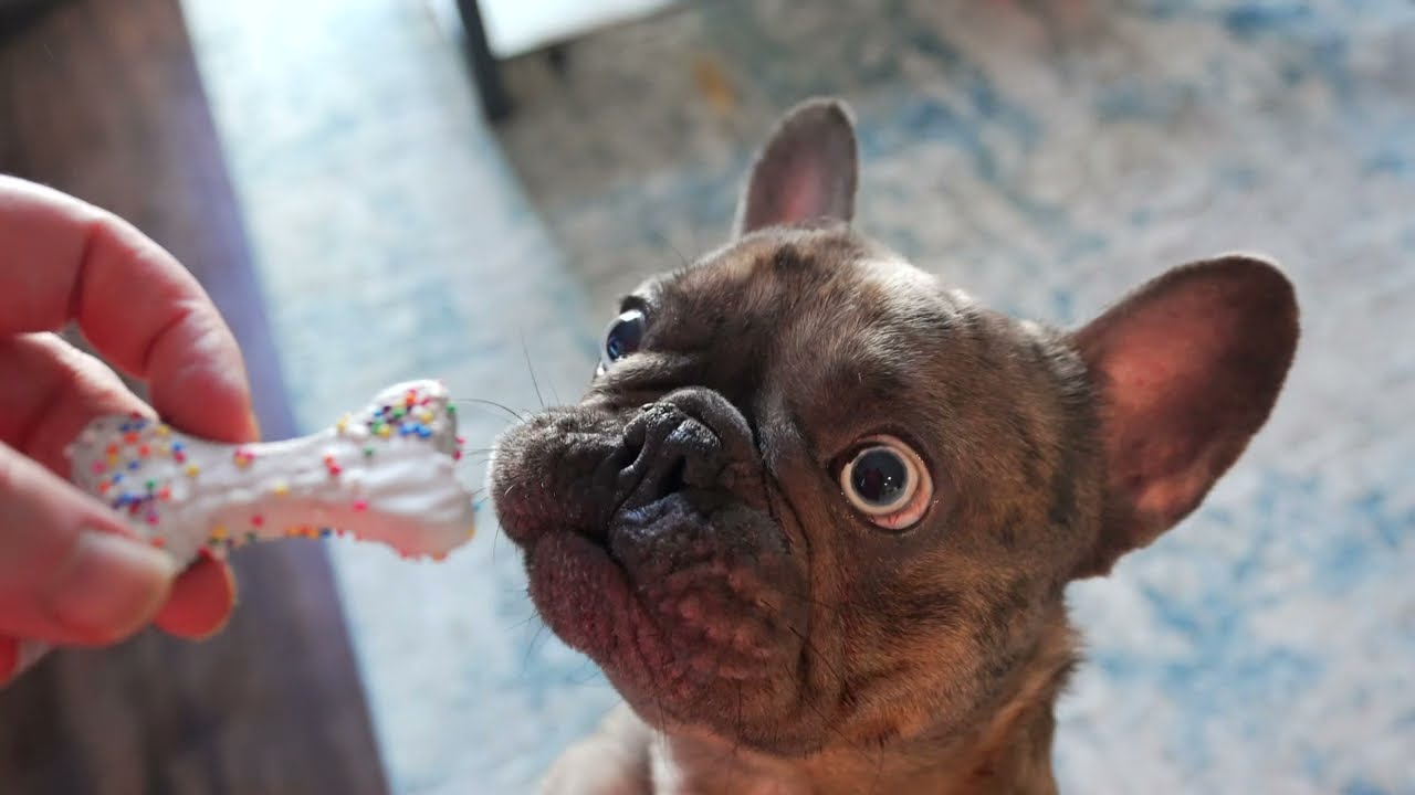 Oscar Turns 2!   Real reason for cameras.  #dogs #frenchbulldog 