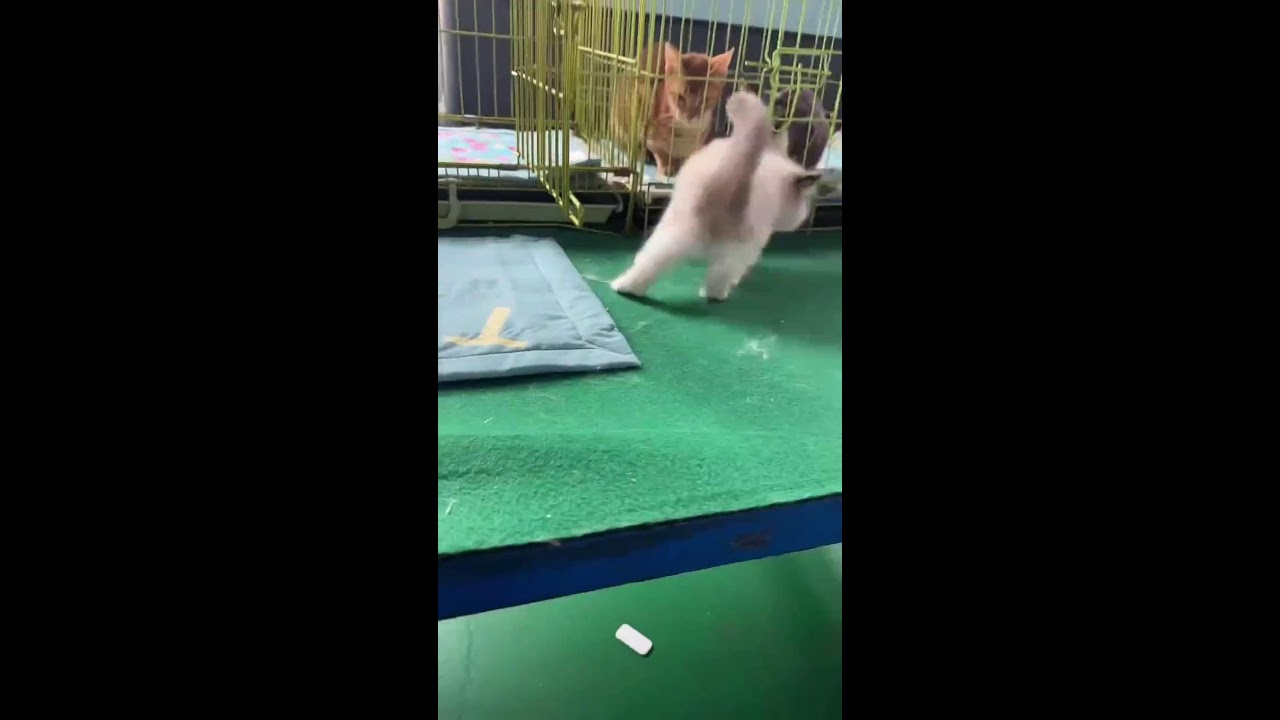 Noisy Cat Market Livestream | First-Person Kitten Viewing | Busy Street Soundscape