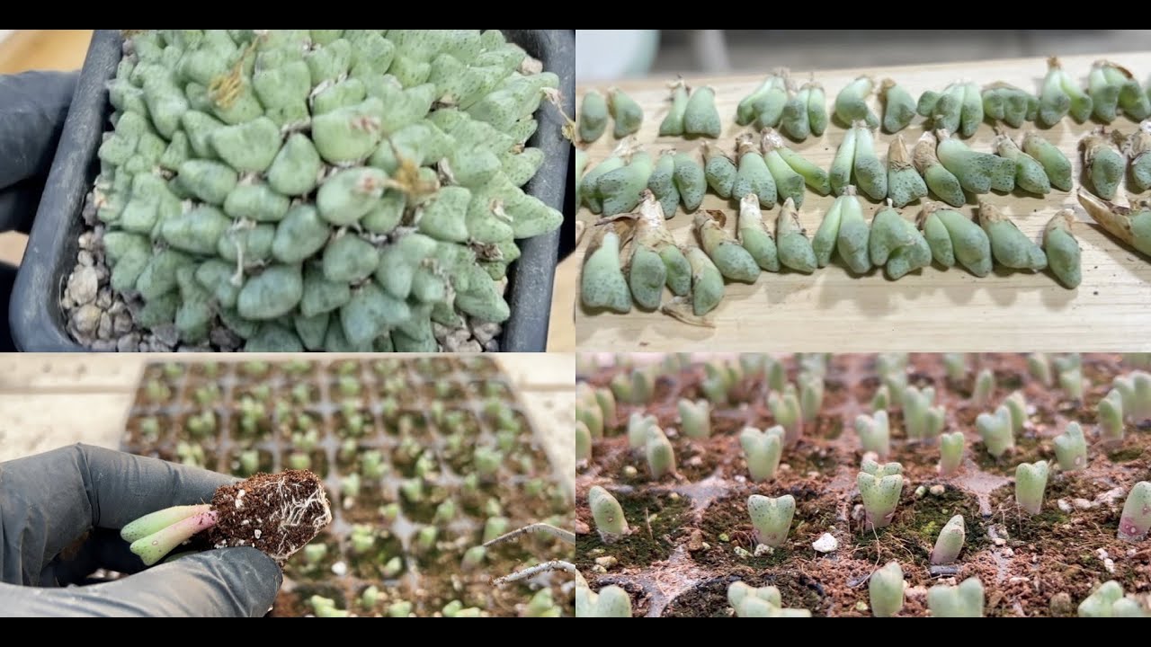 How to propagate conophytums