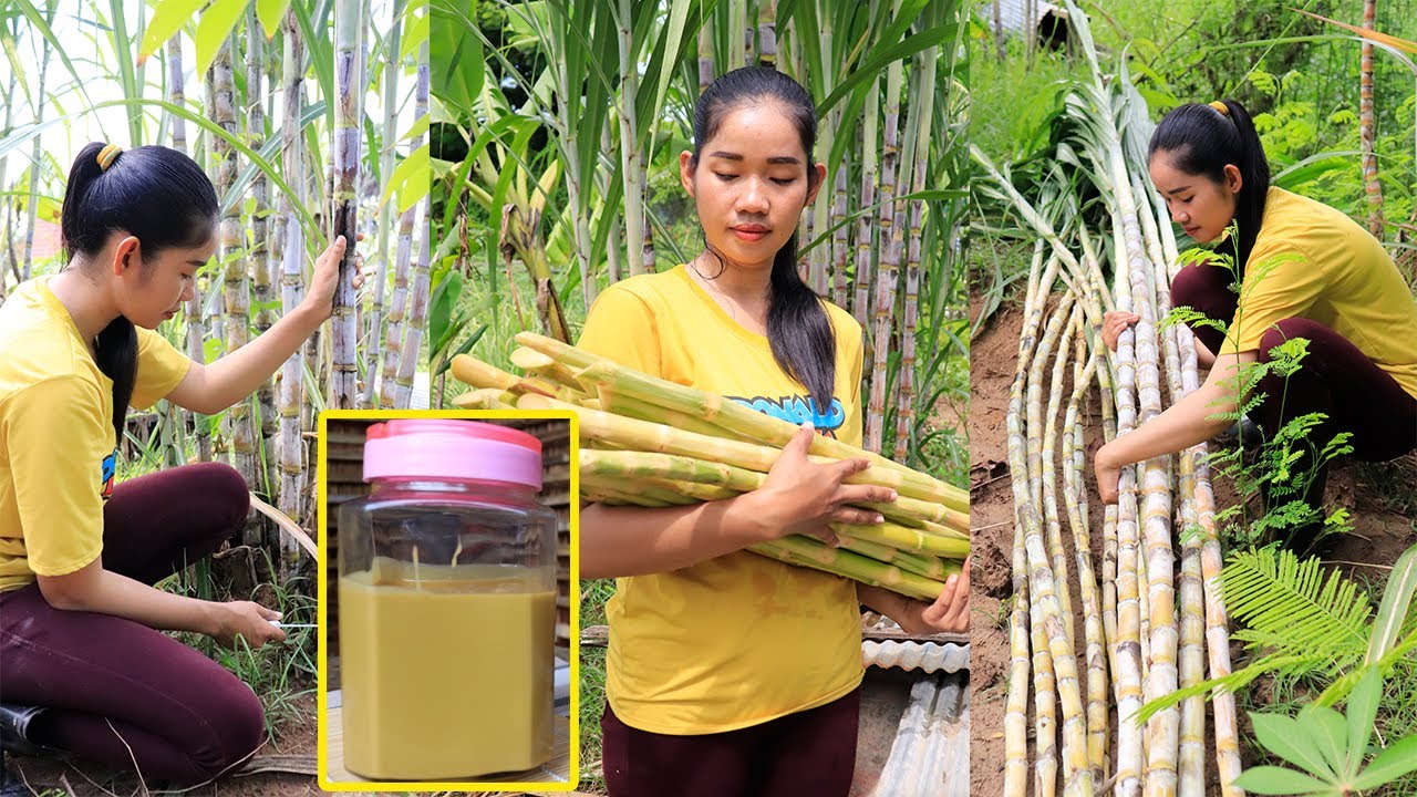 Jaggery Making Process From Sugarcane Juice In My Village | Samphos Lifestyle Cooking