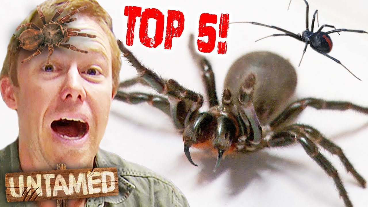 Top 5 Deadliest Australian Spiders! 💀 | The Wild Life of Tim Faulkner Clips | Untamed
