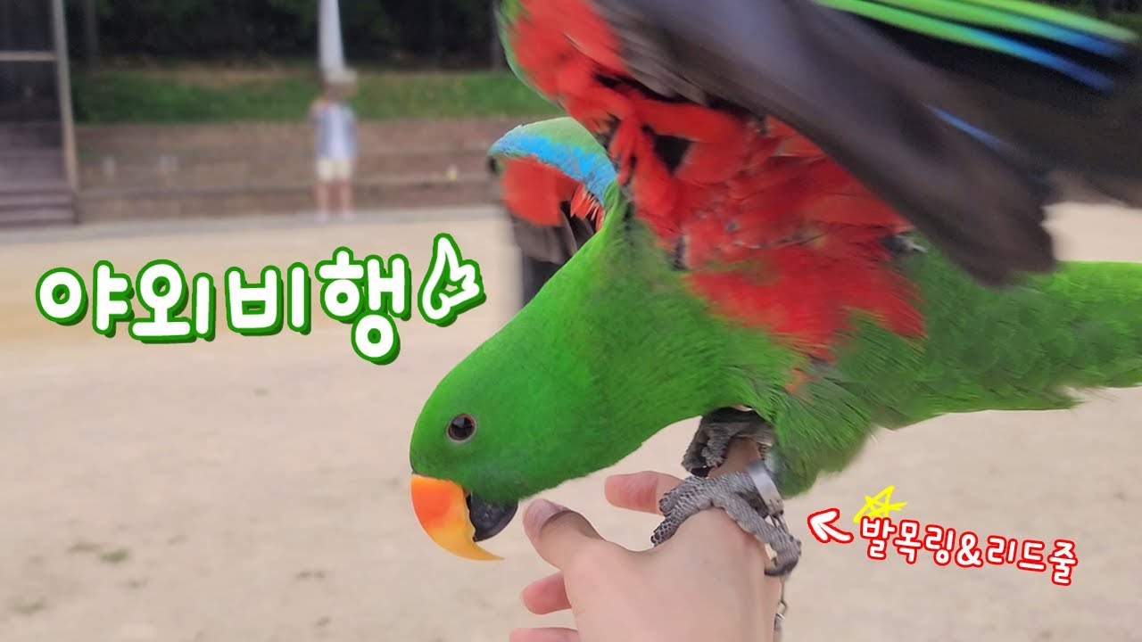 [지구/일상] 흐린날 산책! 엄마랑 대화🗣 야외비행🕊
