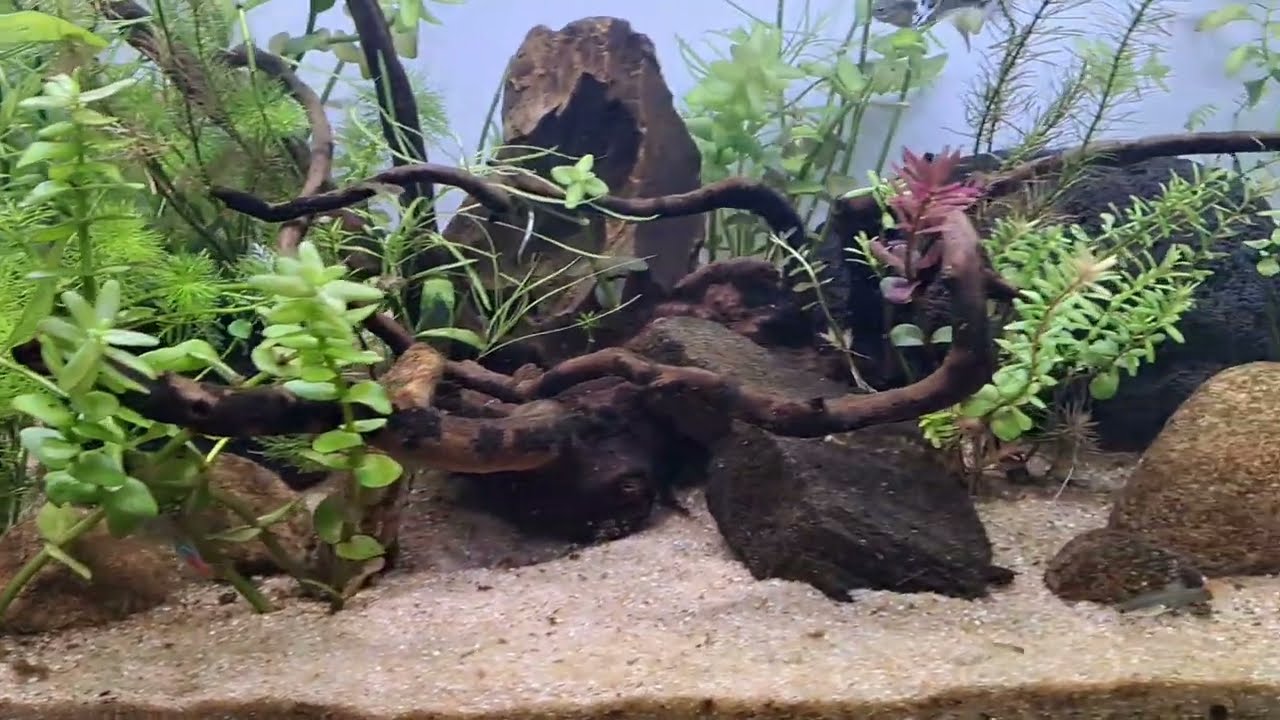 How I clean my planted fish tank in my house | Fish Tank Cleaning Step by step | Travel Olagam