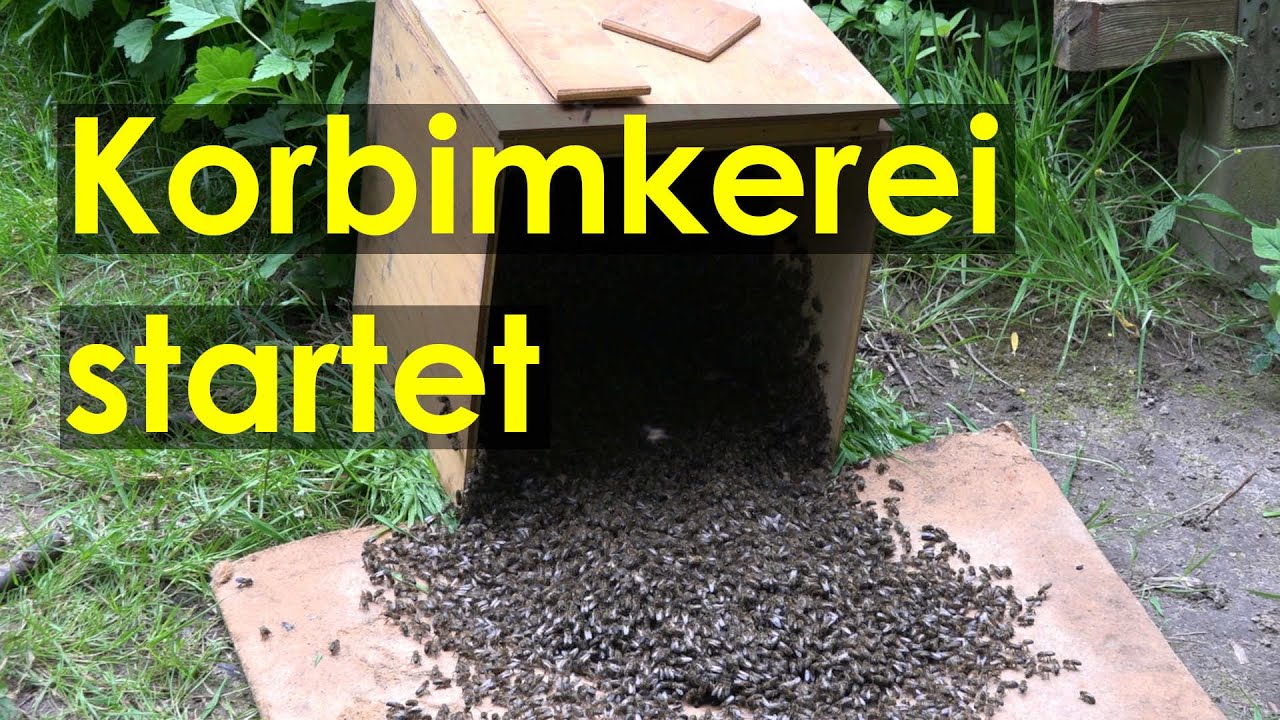 Kunstschwärme bilden für die Lüneburger Stülper - Korbimkerei Heideimkerei