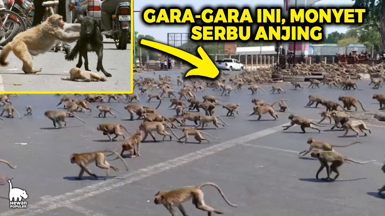 Anak Monyet di Serang Anjing, Akhirnya Balas Dendam Kawanan Monyet Bantai 250 Anjing