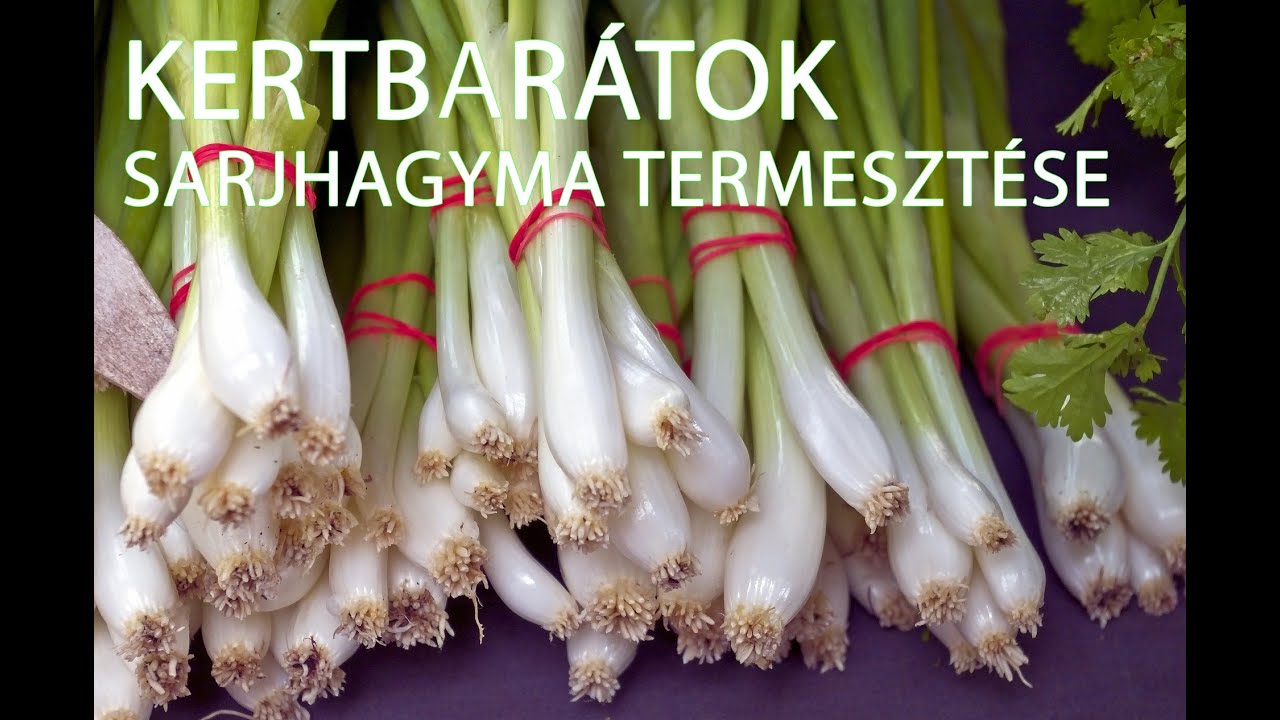 Kertbarátok - Sarjhagyma termesztése