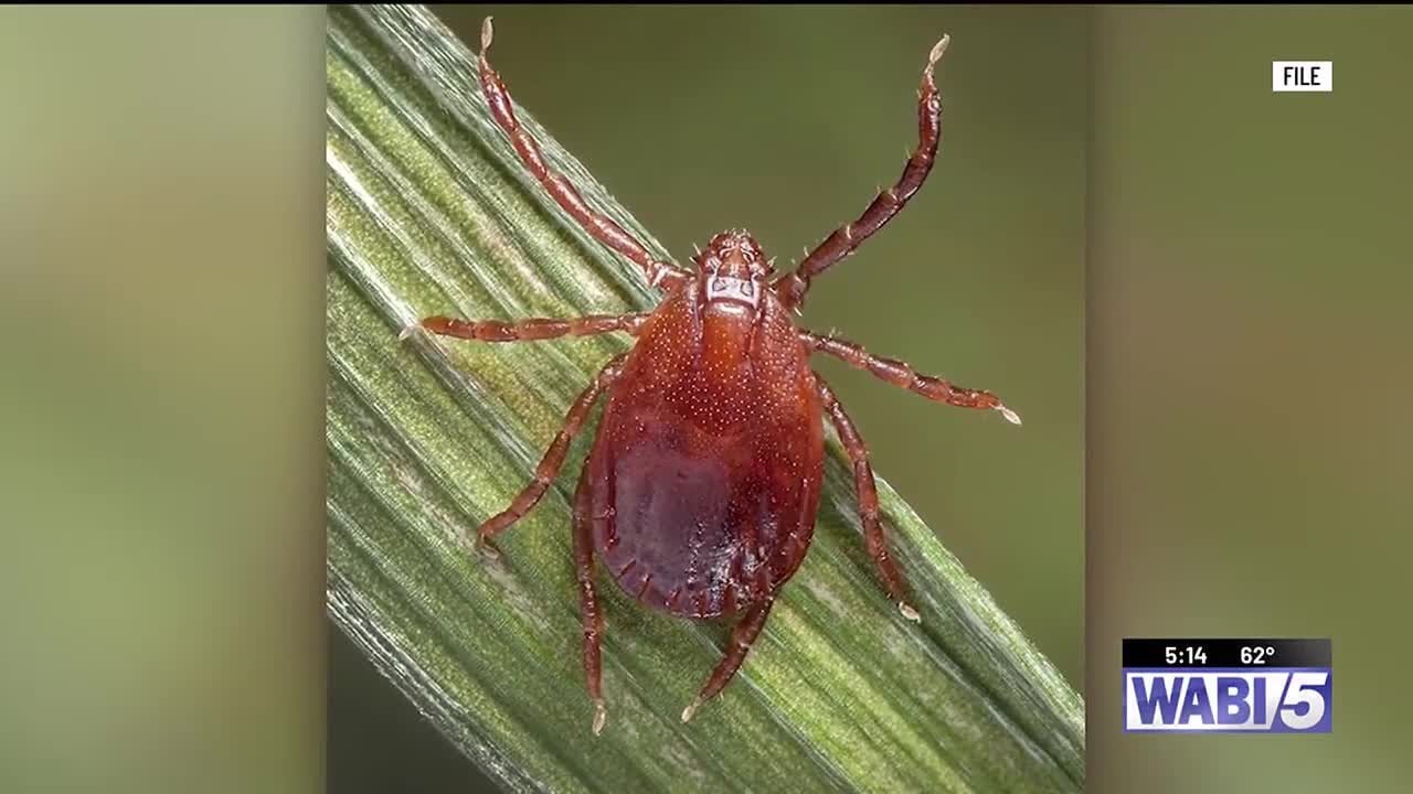 Report shows ticks, related diseases solidifying presence in Maine