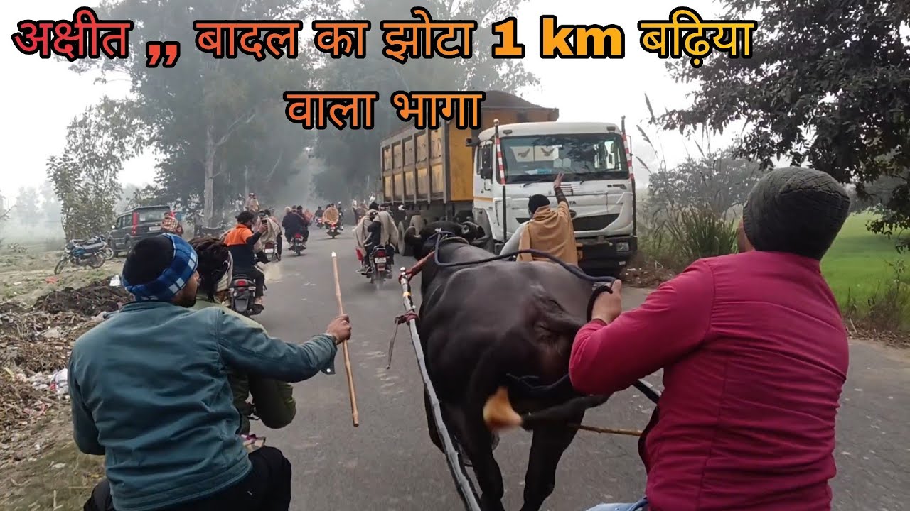 अक्षीत,बादल का झोटा 1km बढ़िया वाला भागा ग्राम धिराड़ी का झोटा #jhotaracenew#jhotalover#newjhotarace