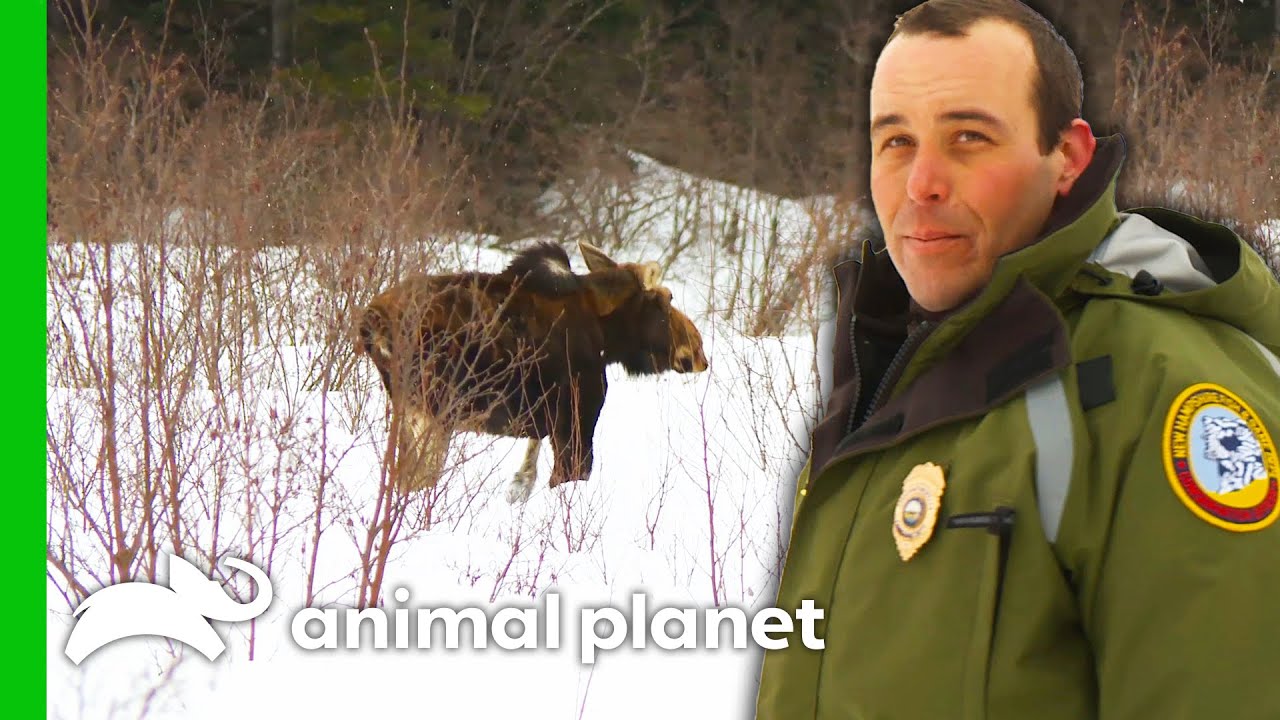 CO Checks On A Moose That Could Have Brain Worms | North Woods Law