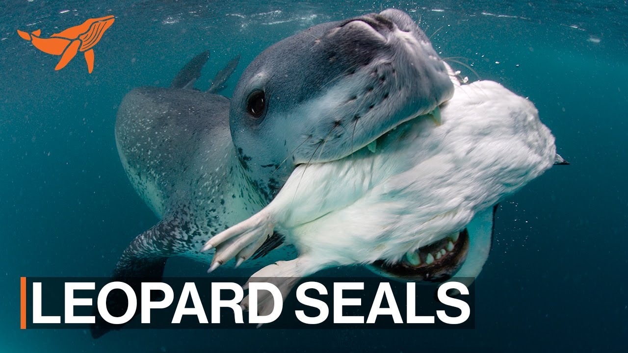 Kingdom of Ice: Antarctica’s Leopard Seals | A Sea of Hope | SeaLegacy
