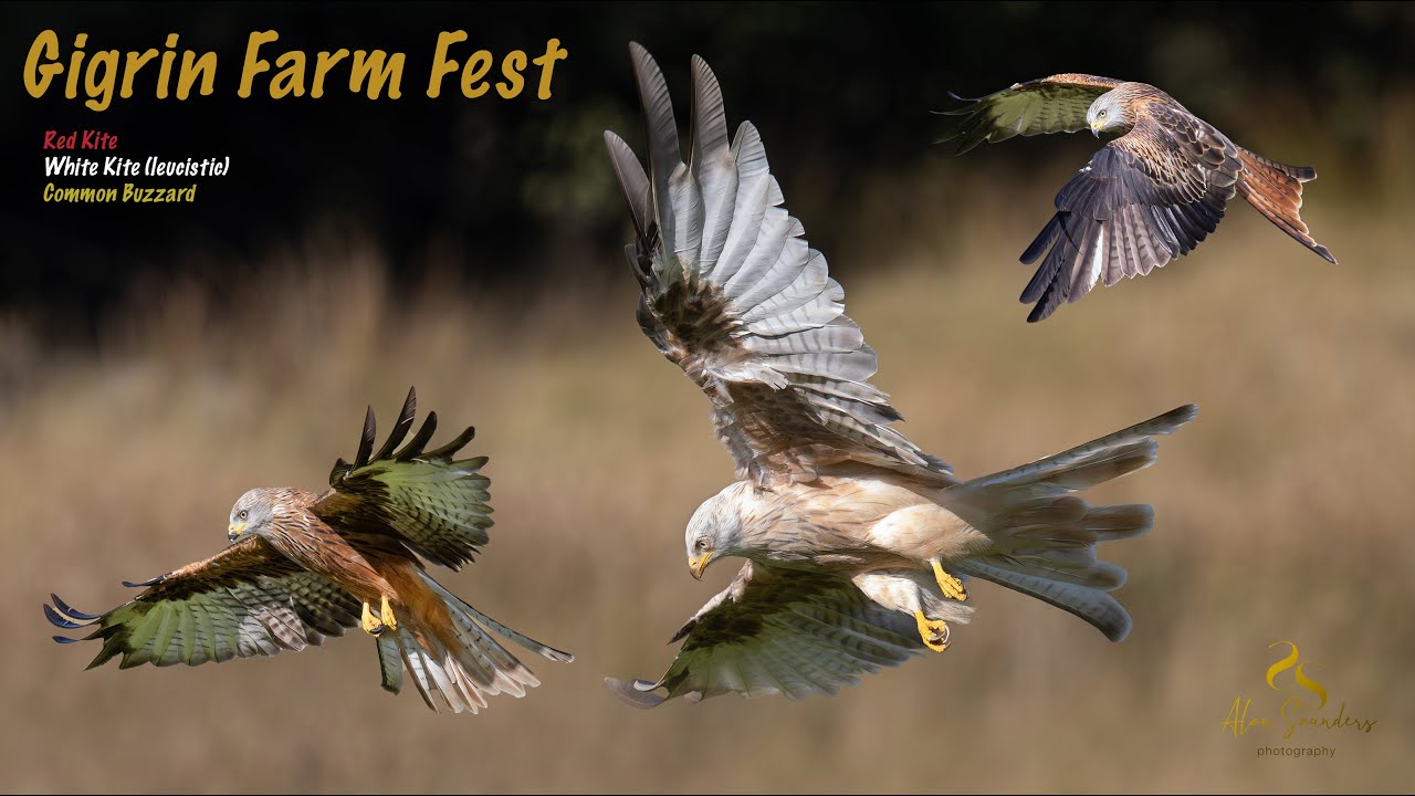 Gigrin Farm Red Kite Fest