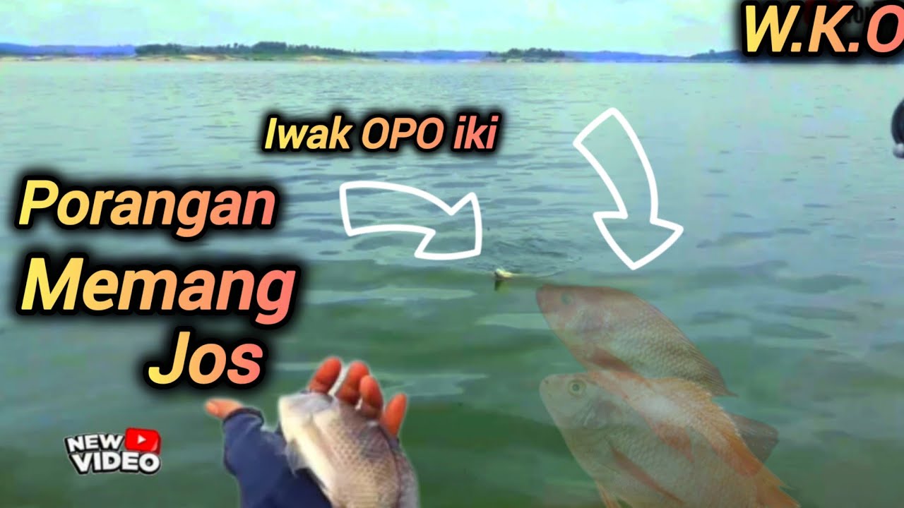 Mancing Ikan porangan  #mancingkedungombo