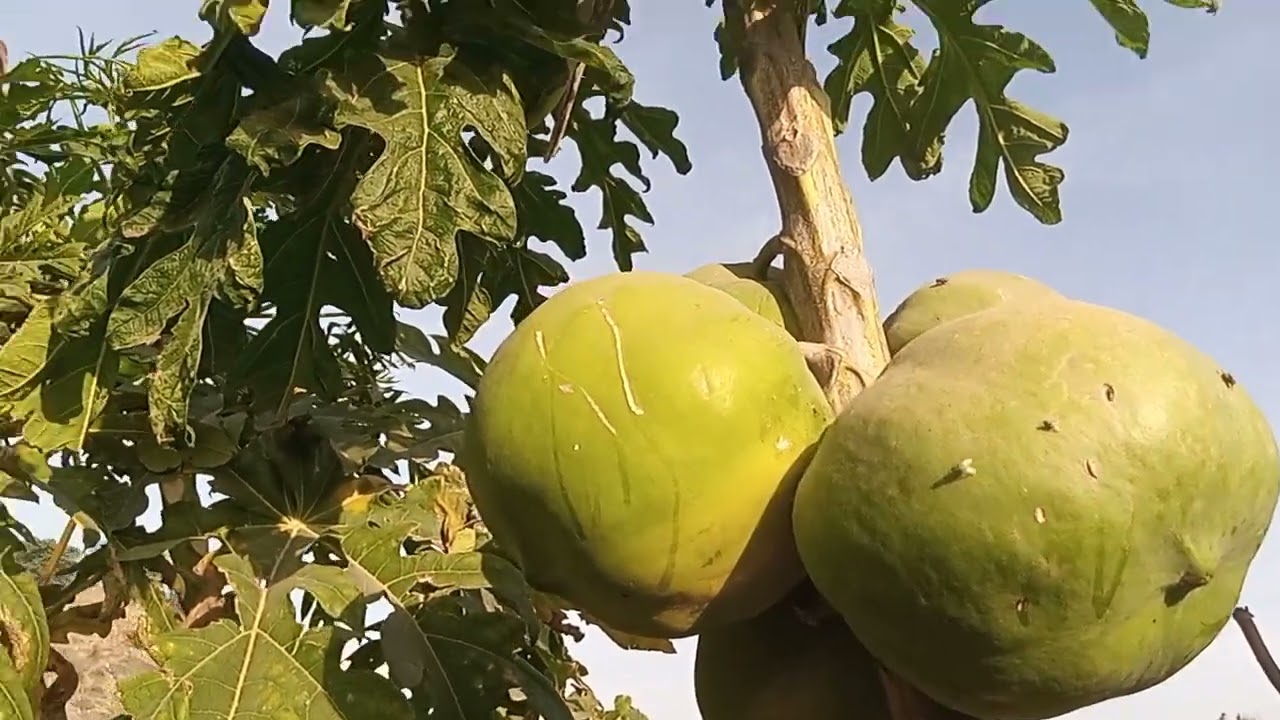 My Third Vlog Video 📸 wait For End 🔚 Favourite Nature🙏start blogging on YouTube ।। #vlog amazing 😍🤩