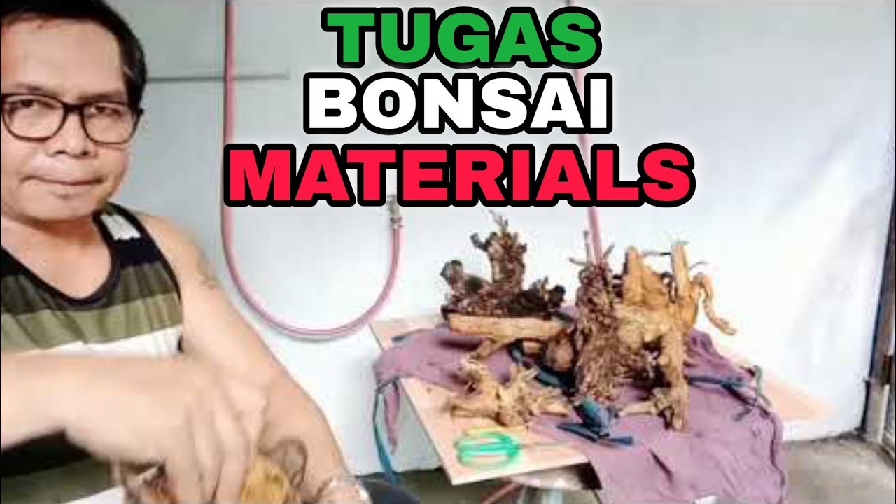TUGAS/BLUE BELL BONSAI MATERIALS FROM GENSAN/PAANO MAGTANIM NG BONSAI MATERIALS
