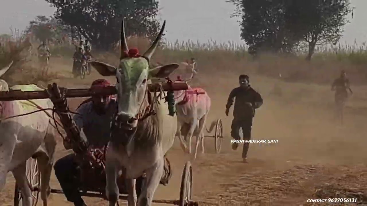 राशिवडे बिरदेव यात्रा आदत आदत शर्यत 1 राशिवडे गण्या 2 रायझिंग नखर्या 3 अर्जुन ढोकरे 