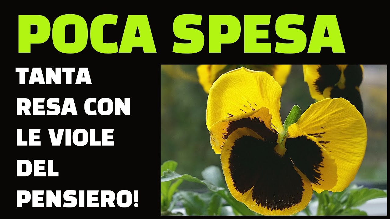 POCA SPESA TANTA RESA? COMPRA LA VIOLA DEL PENSIERO!