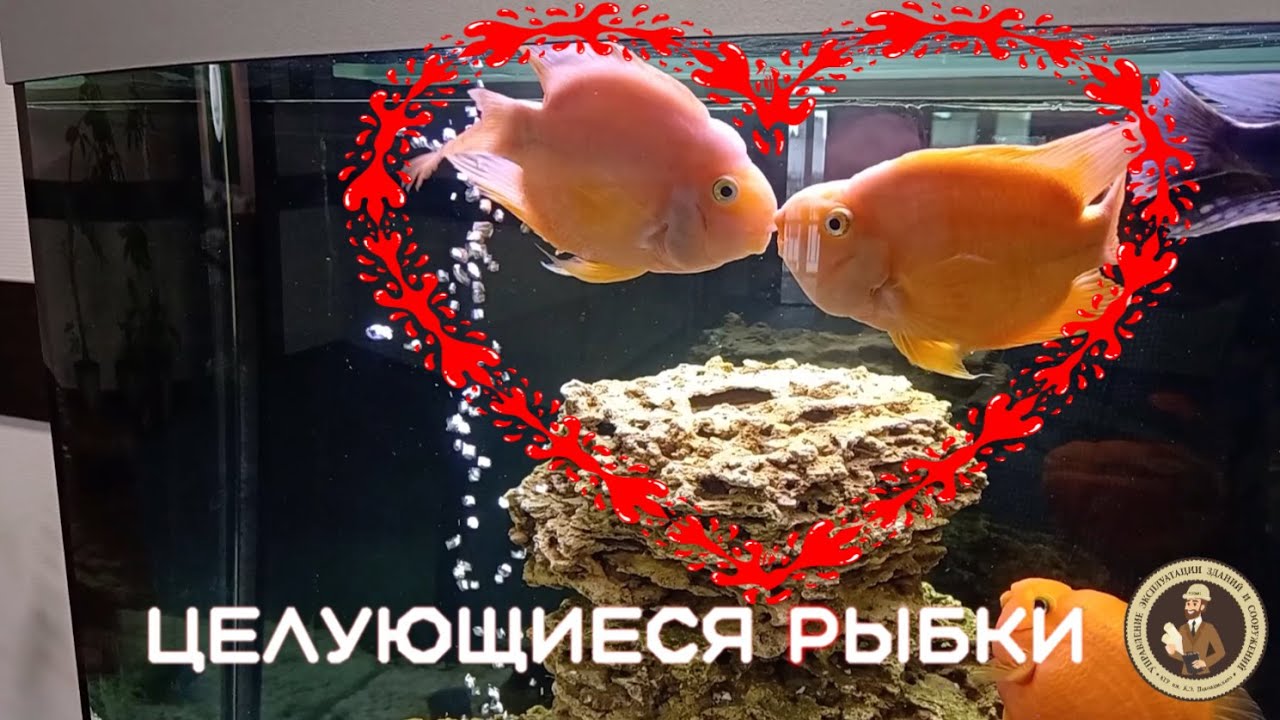 Целующиеся рыбки