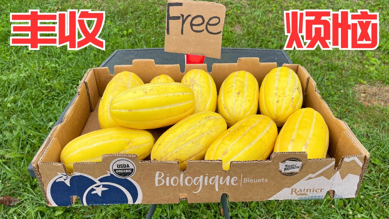 这么好的有机甜瓜怎么办呢，自己吃？送人？卖掉？喂鸡？晚餐煮点甜玉米吧