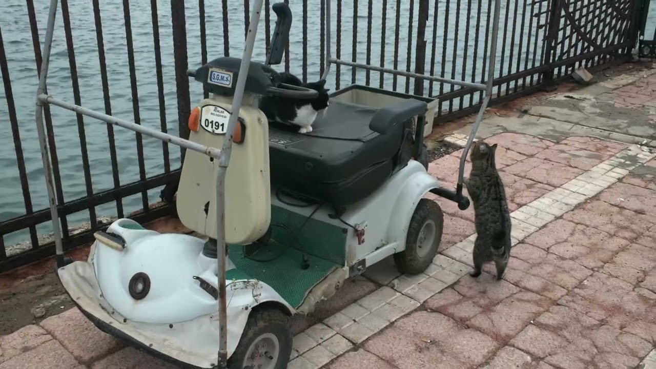Winter in Istanbul 2026 (filmed on fujifilm x100vi)